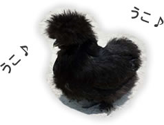 黒烏骨鶏の画像
