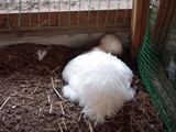  うこうこ。12個産んだのでそろそろ･･･　初代うっぴーちゃん抱卵準備なぅ ／ 烏骨鶏（うこっけい/ウコッケイ）写真集UcoPic