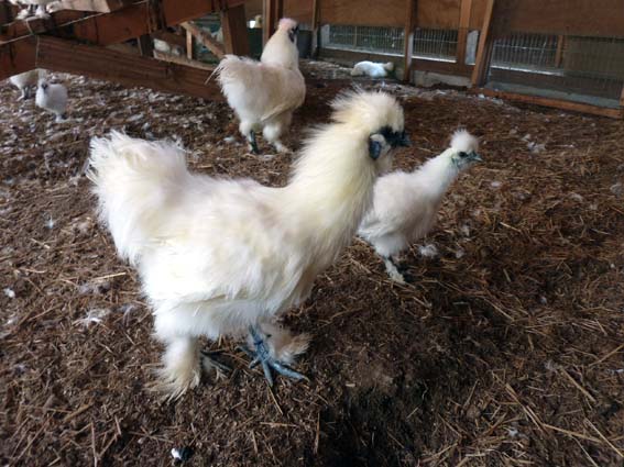 本日の平飼うこたまは8個ウコっ　烏骨鶏さん、暑くて建物内でのぉんびり♪ ／ 烏骨鶏（うこっけい/ウコッケイ）写真集UcoPic