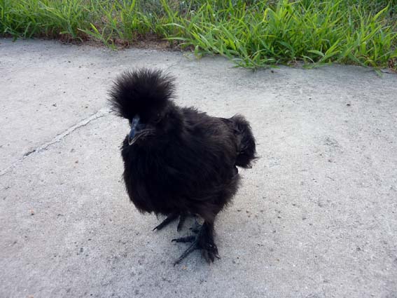 うこさんには黒烏骨鶏もいるうこ☆　白ウコッケイとはひと味違う可愛さがあるうこ。 ／ 烏骨鶏（うこっけい/ウコッケイ）写真集UcoPic
