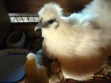 ヘンなトコでピヨピヨと聞こえたと思ったら、うこひよさんが誕生してました(◎д◎)　完全に想定外うこ。。　まったく、どこででも孵化させるんだから･･　確かに今年の天気だったら可能だったのかなぁ～　緊急避難うこ☆ ／ 烏骨鶏（うこっけい/ウコッケイ）写真集UcoPic