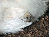 うこぴよ孵化後４日目、今日は寒いのでお母さんのお腹ぴよ。 ／ 烏骨鶏（うこっけい/ウコッケイ）写真集UcoPic