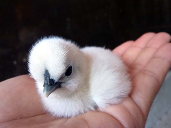 今朝孵化した別のうこぴよ。まっしろぴよ☆ ／ 烏骨鶏（うこっけい/ウコッケイ）写真集UcoPic