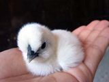 今朝孵化した別のうこぴよ。まっしろぴよ☆ ／ 烏骨鶏（うこっけい/ウコッケイ）写真集UcoPic