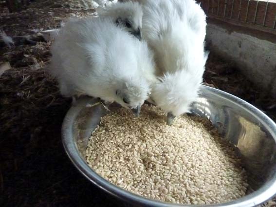 お米食べるぴよ ／ 烏骨鶏（うこっけい/ウコッケイ）写真集UcoPic