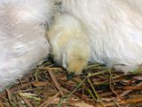 食べたあとは･･･zzz ／ 烏骨鶏（うこっけい/ウコッケイ）写真集UcoPic