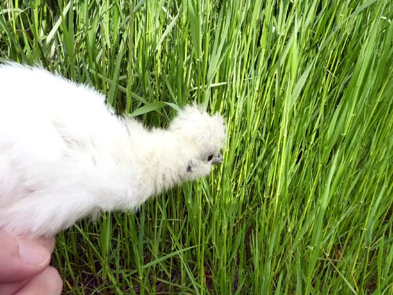 指に乗ってても、草に近付くと草を食べに行くぴよ(^^; ／ 烏骨鶏（うこっけい/ウコッケイ）写真集UcoPic