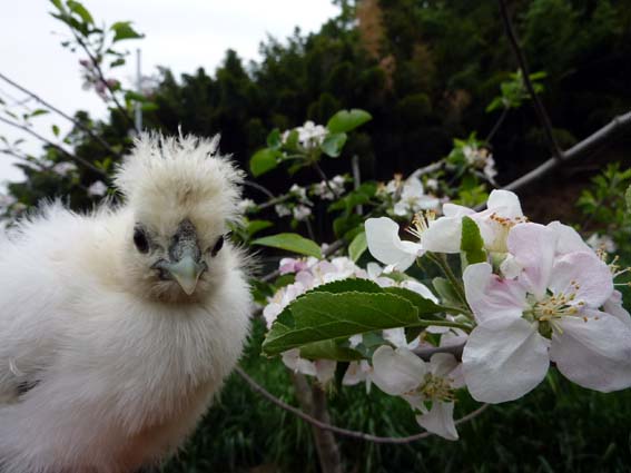 これはりんごの花ぴよ(｀･ω･´)ｷﾘｯ！ ／ 烏骨鶏（うこっけい/ウコッケイ）写真集UcoPic