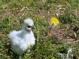タンポポぴよ(^^) ／ 烏骨鶏（うこっけい/ウコッケイ）写真集UcoPic