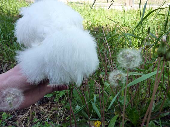 どっちがふわふわぴよ？ ／ 烏骨鶏（うこっけい/ウコッケイ）写真集UcoPic