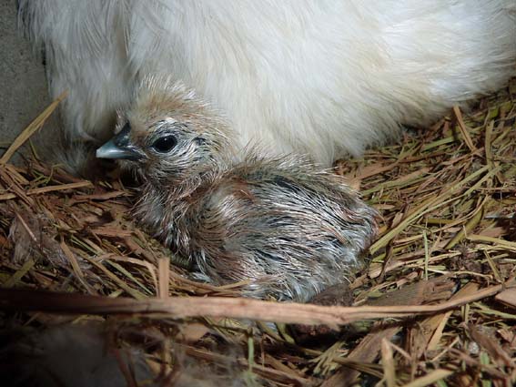 烏骨鶏さんの孵化後2時間の写真ぴよっ！　うまれてすぐ凛々しいぴよっ(｀･ω･´)ｷﾘｯ！ ／ 烏骨鶏（うこっけい/ウコッケイ）写真集UcoPic