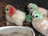 緑うこぴよは3羽、赤うこぴよは1羽ぴよ(*｀･ω･´*)ゝ ／ 烏骨鶏（うこっけい/ウコッケイ）写真集UcoPic