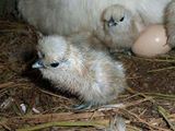 孵化後、3,4時間程度ぴよっ(*｀･ω･´*) ／ 烏骨鶏（うこっけい/ウコッケイ）写真集UcoPic