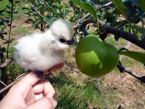 大きくなるの、リンゴと競争ぴよっ！！ まっ、負けない・・(*｀･ω･´*)ゝ ／ 烏骨鶏（うこっけい/ウコッケイ）写真集UcoPic