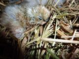 今日も一羽孵化したうこ～(*´∀｀*)  ／ 烏骨鶏（うこっけい/ウコッケイ）写真集UcoPic