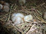 今日も一羽孵化したうこー♪ ／ 烏骨鶏（うこっけい/ウコッケイ）写真集UcoPic