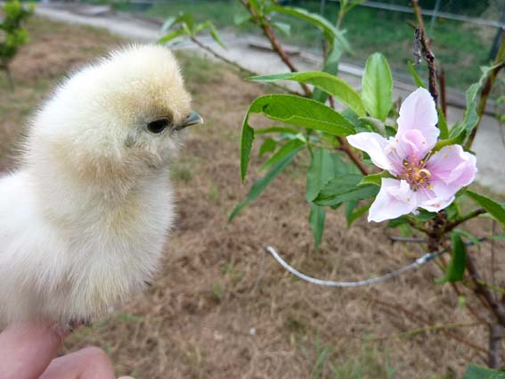 秋なのに桃の花が咲いてるぴよ(ﾟoﾟ;) ／ 烏骨鶏（うこっけい/ウコッケイ）写真集UcoPic