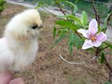 秋なのに桃の花が咲いてるぴよ(ﾟoﾟ;) ／ 烏骨鶏（うこっけい/ウコッケイ）写真集UcoPic