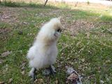 ここはお外ぴよ？ ／ 烏骨鶏（うこっけい/ウコッケイ）写真集UcoPic