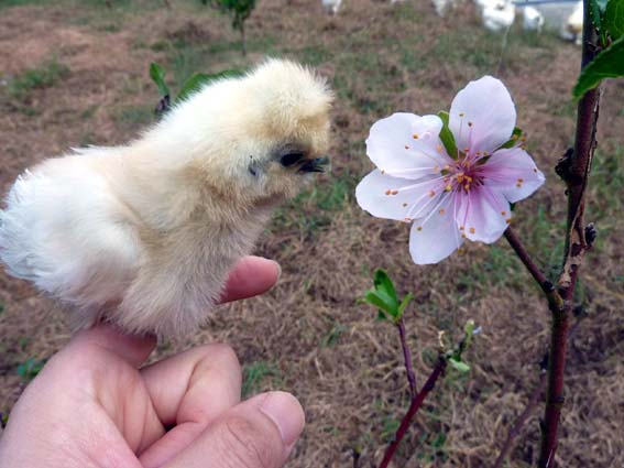 まだ桃の花が咲き続けてるぴよ･･ ／ 烏骨鶏（うこっけい/ウコッケイ）写真集UcoPic