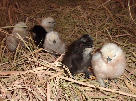 オセロだったら、どっちがひっくりかえったらいいぴよ？ ／ 烏骨鶏（うこっけい/ウコッケイ）写真集UcoPic