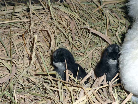 かくれんぼしても、黒いからすぐ見つかるぴよ・・ ／ 烏骨鶏（うこっけい/ウコッケイ）写真集UcoPic