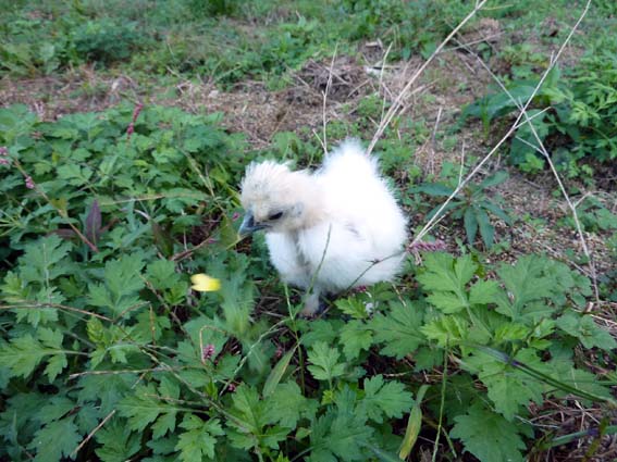 この花、食べていいぴよ？ ／ 烏骨鶏（うこっけい/ウコッケイ）写真集UcoPic