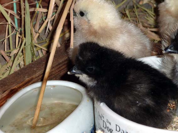 お水飲みたいけど、少し気になるぴよ・・ (。-`ω-) ／ 烏骨鶏（うこっけい/ウコッケイ）写真集UcoPic