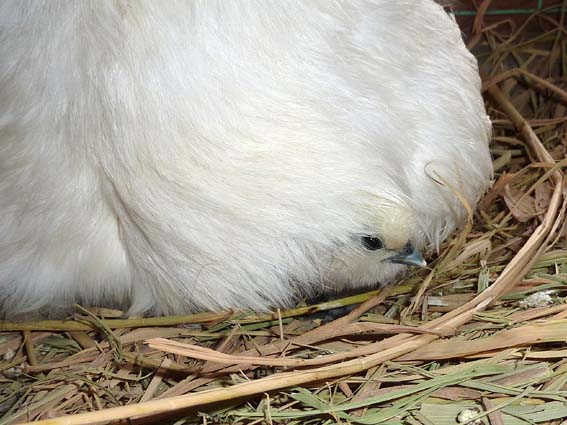 今日のように寒い日はお母さんの下が一番ぴよ(*´θ`) ／ 烏骨鶏（うこっけい/ウコッケイ）写真集UcoPic