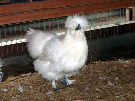 去年の6月8日に孵化したうこぴよさん、立派な雌うこさんに成長したうこ (*´∀｀*) ／ 烏骨鶏（うこっけい/ウコッケイ）写真集UcoPic