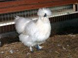 去年の6月8日に孵化したうこぴよさん、立派な雌うこさんに成長したうこ (*´∀｀*) ／ 烏骨鶏（うこっけい/ウコッケイ）写真集UcoPic