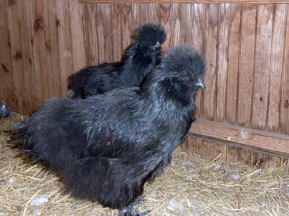 11月4日に孵化した黒うこぴよさんも立派な黒うこさんに成長したうこ  (ஐ╹◡╹)ノ   ／ 烏骨鶏（うこっけい/ウコッケイ）写真集UcoPic