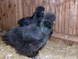11月4日に孵化した黒うこぴよさんも立派な黒うこさんに成長したうこ  (ஐ╹◡╹)ノ   ／ 烏骨鶏（うこっけい/ウコッケイ）写真集UcoPic