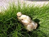 春は草も伸びていて気持ちいいぴよ(-'θ'-)ﾉﾋﾟｮ ／ 烏骨鶏（うこっけい/ウコッケイ）写真集UcoPic