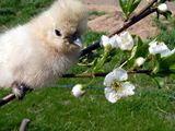 すももの花が咲いてるぴよ (｀･ω･´)!! ／ 烏骨鶏（うこっけい/ウコッケイ）写真集UcoPic