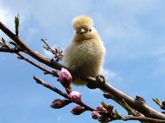 暖かな春、桜に続いて桃の花ももうすぐ咲きそうぴよ(｀･ω･´) ／ 烏骨鶏（うこっけい/ウコッケイ）写真集UcoPic