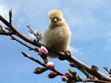 暖かな春、桜に続いて桃の花ももうすぐ咲きそうぴよ(｀･ω･´) ／ 烏骨鶏（うこっけい/ウコッケイ）写真集UcoPic