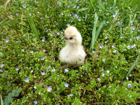 ここはお花畑ぴよ？(*´∀｀*)  ／ 烏骨鶏（うこっけい/ウコッケイ）写真集UcoPic