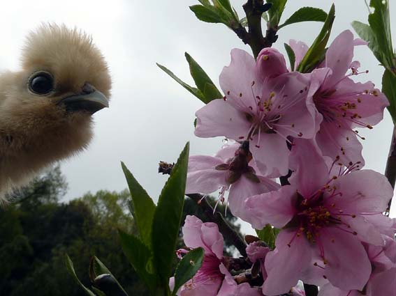 雨上がりだけど桃の花も満開になってるぴよ(*´θ`)！ ／ 烏骨鶏（うこっけい/ウコッケイ）写真集UcoPic