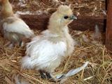随分白い羽が増えてきたぴよ٩(⁰⊖⁰)۶ ／ 烏骨鶏（うこっけい/ウコッケイ）写真集UcoPic