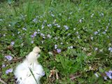 このお花畑には草や虫さんがたくさん居て見た目以上に魅力的ぴよ(*´∀｀*)  ／ 烏骨鶏（うこっけい/ウコッケイ）写真集UcoPic