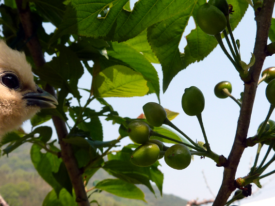 暖地桜桃の実も大きくなってきたぴよ(＊⁰⊖⁰) 　人間さん、実ったら分けてくれるぴよ？？ ／ 烏骨鶏（うこっけい/ウコッケイ）写真集UcoPic