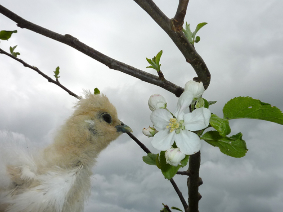 天気の悪い中、リンゴの花が咲いてたぴよ(*´θ`)！  ／ 烏骨鶏（うこっけい/ウコッケイ）写真集UcoPic