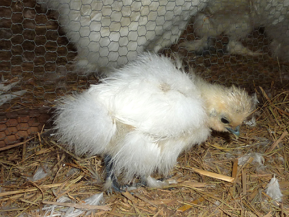 白い羽がどんどん増えて大人の烏骨鶏さんに近付くぴよ(｀･ω･´) ／ 烏骨鶏（うこっけい/ウコッケイ）写真集UcoPic