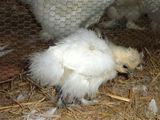 白い羽がどんどん増えて大人の烏骨鶏さんに近付くぴよ(｀･ω･´) ／ 烏骨鶏（うこっけい/ウコッケイ）写真集UcoPic