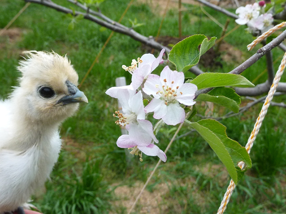 ここにもリンゴの花が咲いてるぴよ(*´θ`)！  ／ 烏骨鶏（うこっけい/ウコッケイ）写真集UcoPic