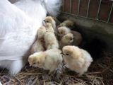 今日はどんどん新しく烏骨鶏のひよこさんが孵化したうこ(*´θ`)！  ／ 烏骨鶏（うこっけい/ウコッケイ）写真集UcoPic