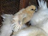 大人の羽も増えてきたぴよ٩(⁰⊖⁰)۶  ／ 烏骨鶏（うこっけい/ウコッケイ）写真集UcoPic