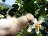 晩白柚の花が咲いてるぴよ！　とっても甘いいい香りぴよ～ (๑´Θ`๑)   ／ 烏骨鶏（うこっけい/ウコッケイ）写真集UcoPic