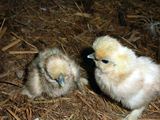 新しい烏骨鶏のひよこが誕生したうこ٩(⁰⊖⁰)۶ ／ 烏骨鶏（うこっけい/ウコッケイ）写真集UcoPic
